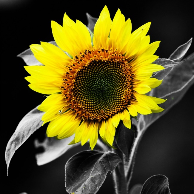 Sunflower black and white