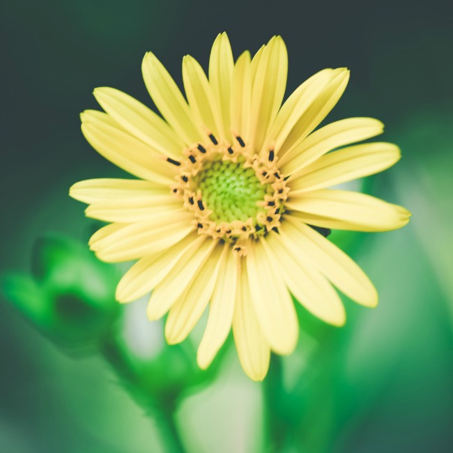 Unsaturated yellow flower
